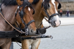 Dresden: Pferdekutsche auf dem Schlossplatz